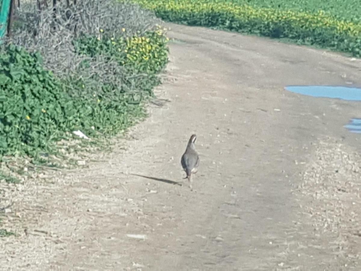 Cortijo Las Manoteras El Puerto de Santa María Εξωτερικό φωτογραφία